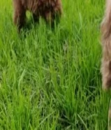 توي بودل تي كب نثيه