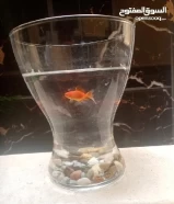 For sale, a fish with a basin, stones and food, with delivery. The price is 6 dinars