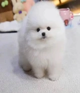 Pomeranian puppies available
