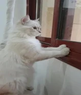 0قط ذكر طالب تزاوج،التزاوج في منزل لانثى لان عندي اطفال