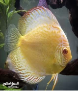 2 x Discus Fish for sale