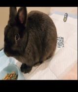 ارانب للبيع نوع مميز