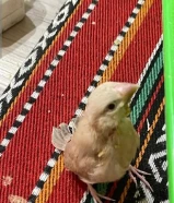 فروخ جاوا نهاية عس