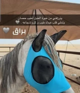 حصان عربي مصري بلدي