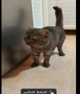 قط ذكر للتبني نوعه بريطاني