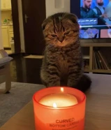 قط سكوتش فولد مع اغراضه للبيع