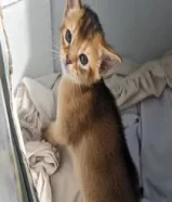 Purebred Abyssinian kittens الحبشية الأصيلة