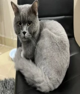 للتبني قط ذكر cat for adoption