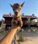 الماعز القزم للاطفال