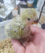 فروخ اوفبيرد عس ونهاية عس الوان جميلة جدا