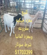 للبيع معزه المانيا شرط سونار ومعزه جيكيه مقروعه