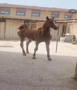 للبيع فلو عربي العمر سنه و شهرين