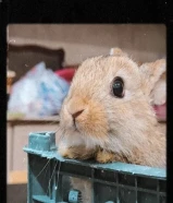 للبيع ارانب ألوانهم نادرة(الي يحب يشتري يراسلني فالدردشة)