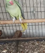 للبيع كاميرا روسيه انتيك وساعتين انفنتي وارماني