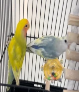 2 لوف بيرد روز الوان مميزه + قفص + 3 كيلو حبوب تقريبا + ملحقات + حبه عظم الحبار