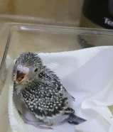 فرخ بادجي او فرخ كوكتيل هولندي زوج كناري اقفاص كل شي له سعر مجموعة اقفاص طيور وقطط التواصل للجادين