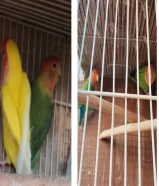 زوجين لف بيرد منتحين وبصحه جيده