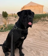 for sale cane corso