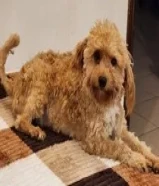 80 KWDللبيع بودل أنثى وبودل ذكر للبيع for sale male or female poodle