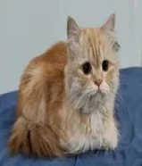 قطه شيرازيه للتبني العاجل