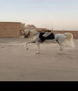 حصان مصري مواليد2021 فاخر جواز وتحويل