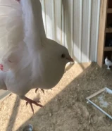 للبيع حمام لحامي