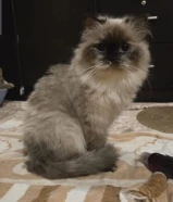 قطط للتبني ( كلهم عمرهم أصغر من سنة )9777