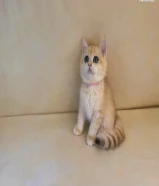 للبيع كيتن نثية بريتش قولد