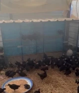 للبيع فروخ دجاج العراقي الجامبو الجرم العود وفوق شهرين العدد 200 حبه9981