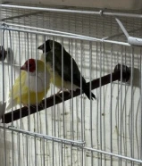 Healthy birds with cadge