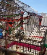 للبيع زوج بلابل