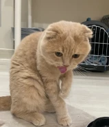 للبيع قط جميل ولعوب للجادين فقط