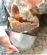 عسل جبلي من النحل البري. يتميز هذا العسل بخصائص أغنى من عسل المزارع، فهو مضاد للبكتيريا والالتهابات،