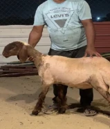 للبيع رخال غنم مقاني سلم الاعمار رخال سلم وشرط السمنه والصحاة