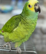 امزون بلو فرنتد