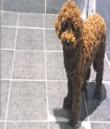 كوريان بودل حجم صغير