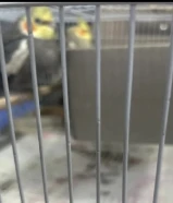 للبيع كروان بغبغا كوكتيل