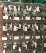 أزواج حمام لاحم وزاجل سبب منتجين