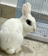 أرنب أوروبي أليف European Bunny Rabbit
