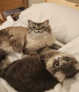 2 cats for adoption together as they are brother and sister and they are attaced to each others