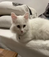 Shirazi cat for sale قط شيرازي للبيع