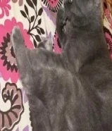 Scottish Cat for Free