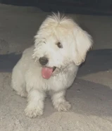 جلب مالتيز للبيع السعر 125 قابل للمساومه