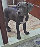 بيعه سريعة كلبين كلب أمريكان بولي كلب بيتبول