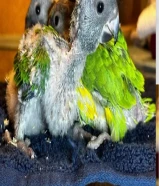 سينيغال باروت