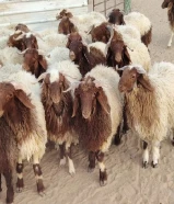 للبيع طليان نعيم سوري طيبه جميع الأعمار شي فاخر من الاخر أوزان تقيله طلي مربوط بري ناهي حي او مذبوح