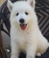 جرو جيرمن ابيض(سويس شيبرد)عمر 8 اسابيع التواصل واتساب فقط