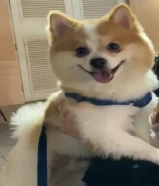 كلب ذكر بومرينيان فوكس للبيع Male Pomeranian Fox dog for sale