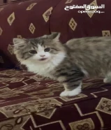 قطه لتبني دكر