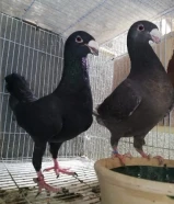 زوج حمام هومر منتج